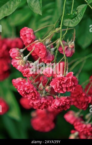 Petites roses rouges en fleurs Banque D'Images