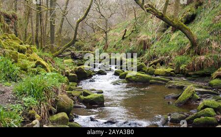 ruisseau à flanc de colline traversant des rochers et des rochers à mousse avec arbres forestiers en bois dense Banque D'Images