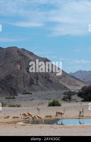 Un troupeau de Springboks (Antidorcas marsupialis) buvant dans un trou d'eau artificiel dans la vallée de la rivière Huanib dans le nord de Damaraland et Kaokoland, Namibi Banque D'Images