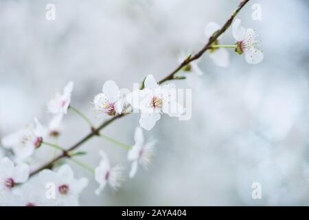 Nahaufnahme weiß-pinker Schlehenblüten im Frühling Banque D'Images
