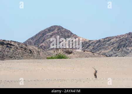 Oryx sud-africain (Oryx gazellaat) ou Gemsbok dans le désert de la vallée de la rivière Huanib dans le nord de Damaraland et Kaokoland, Namibie. Banque D'Images