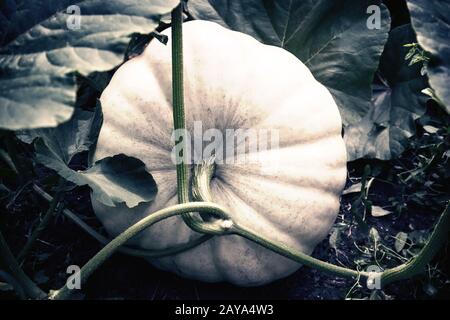 Pumpkin pousse dans le jardin parmi les feuilles vertes. Banque D'Images