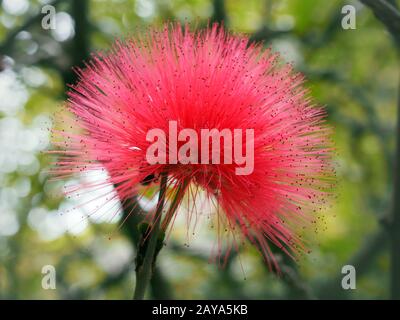 Gros plan d'une fleur de mimosa pudica rose vif Banque D'Images