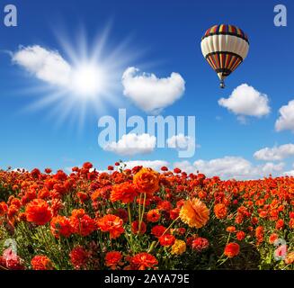 Les champs de buttercups de jardin rouge Banque D'Images