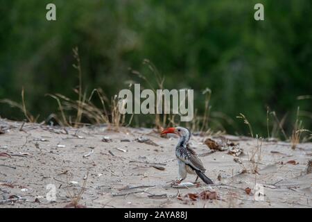 Un charme de bec rouge du sud (Tockus rufirostris) assis sur le terrain dans la vallée de la rivière Huanib, dans le nord de Damaraland/Kaokoland, en Namibie. Banque D'Images