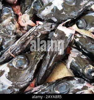 Les têtes du poisson noir scabbard Aphanopus carbo ont quitté le remblayage sur un marché de Funchal madeira Banque D'Images