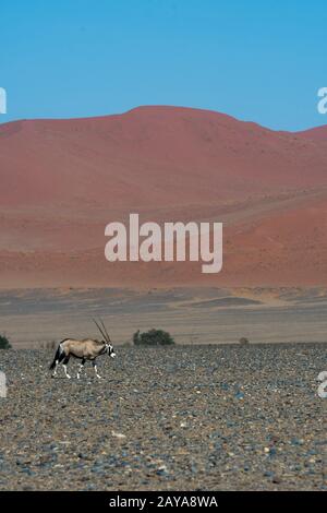 Un oryx sud-africain (Oryx gazellaat), également appelé Gemsbok ou gemsbuck, traverse le paysage du désert jusqu'à un trou d'eau dans la région de Sossusvlei, Banque D'Images