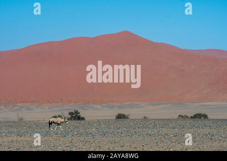 Un oryx sud-africain (Oryx gazellaat), également appelé Gemsbok ou gemsbuck, traverse le paysage du désert jusqu'à un trou d'eau dans la région de Sossusvlei, Banque D'Images