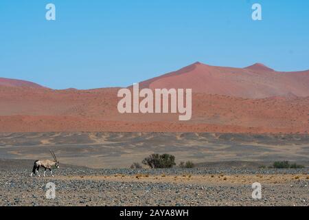 Un oryx sud-africain (Oryx gazellaat), également appelé Gemsbok ou gemsbuck, traverse le paysage du désert jusqu'à un trou d'eau dans la région de Sossusvlei, Banque D'Images