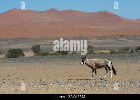 Un oryx sud-africain (Oryx gazellaat), également appelé Gemsbok ou gemsbuck, traverse le paysage du désert jusqu'à un trou d'eau dans la région de Sossusvlei, Banque D'Images