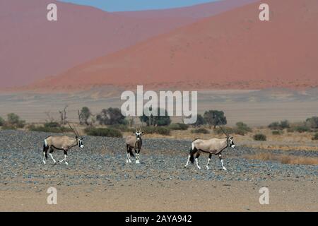 Oryxes sud-africains (Oryx gazellaat), également appelés Gemsbok ou gemsbuck, sur le chemin d'un trou d'eau dans le désert de Sossusvlei, Namib-Nauklu Banque D'Images