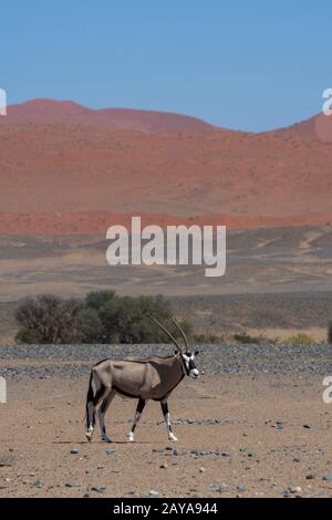 Un oryx sud-africain (Oryx gazellaat), également appelé Gemsbok ou gemsbuck, traverse le paysage du désert jusqu'à un trou d'eau dans la région de Sossusvlei, Banque D'Images