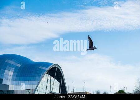 Seagull survolant la salle de concert Sage Gateshead au-dessus de la rivière Tyne sur Newcastle Gateshead Quayside Banque D'Images