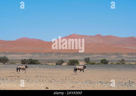 Oryxes sud-africains (Oryx gazellaat), également appelés Gemsbok ou gemsbuck, sur le chemin d'un trou d'eau dans le désert de Sossusvlei, Namib-Nauklu Banque D'Images