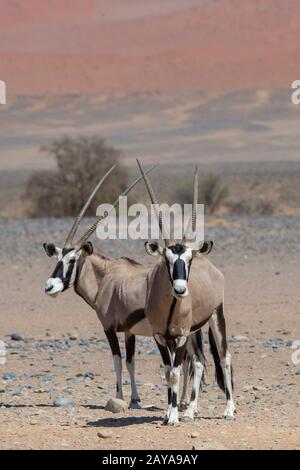 Oryxes sud-africains (Oryx gazellaat), également appelés Gemsbok ou gemsbuck, sur le chemin d'un trou d'eau dans le désert de Sossusvlei, Namib-Nauklu Banque D'Images