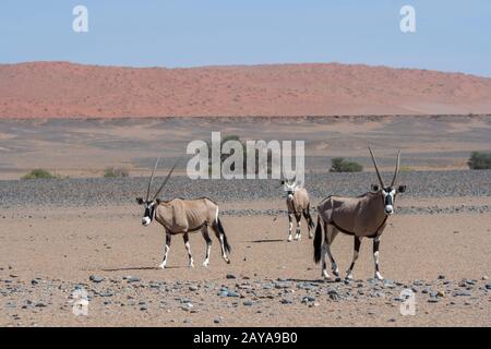 Oryxes sud-africains (Oryx gazellaat), également appelés Gemsbok ou gemsbuck, sur le chemin d'un trou d'eau dans le désert de Sossusvlei, Namib-Nauklu Banque D'Images