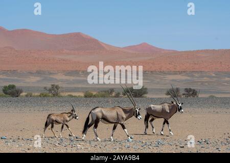 Oryxes sud-africains (Oryx gazellaat), également appelés Gemsbok ou gemsbuck, avec un mineur sur le chemin d'un trou d'eau dans le désert de Sossusvl Banque D'Images