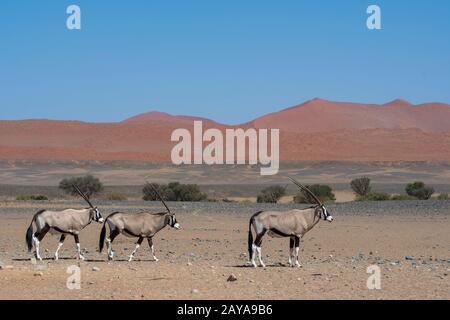 Oryxes sud-africains (Oryx gazellaat), également appelés Gemsbok ou gemsbuck, sur le chemin d'un trou d'eau dans le désert de Sossusvlei, Namib-Nauklu Banque D'Images