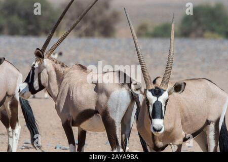 Oryxes sud-africains (Oryx gazellaat), également appelés Gemsbok ou gemsbuck, sur le chemin d'un trou d'eau dans le désert de Sossusvlei, Namib-Nauklu Banque D'Images