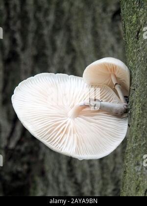 Champignon en porcelaine qui pousse sur un arbre de hêtre en automne Banque D'Images