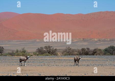 Oryxes sud-africains (Oryx gazellaat), également appelés Gemsbok ou gemsbuck, sur le chemin d'un trou d'eau dans le désert de Sossusvlei, Namib-Nauklu Banque D'Images