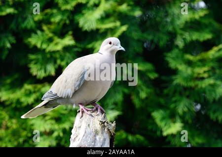 Pigeon de bois à facture rouge Banque D'Images