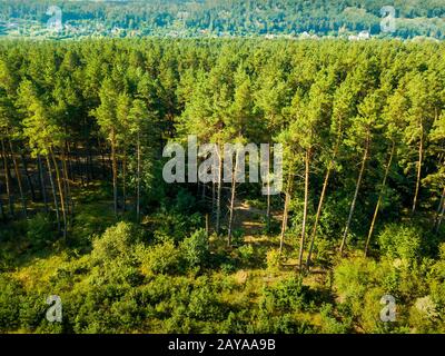 Vue aérienne du vrombissement d'un paysage de la forêt de conifères et le village au loin. Banque D'Images