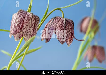 Fleur d'échecs, Fritillaria meleagris Banque D'Images