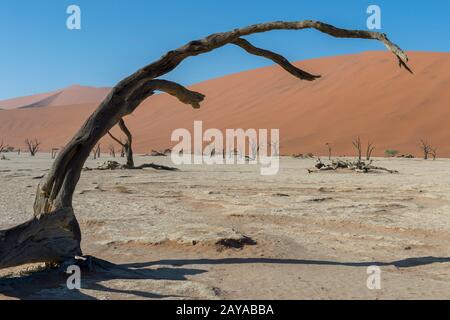Arbres d'argousier de chameau morts dans le bac d'argile de Deadvlei, situé dans la région de Sossusvlei, Parc national du Namib-Naukluft en Namibie. Banque D'Images