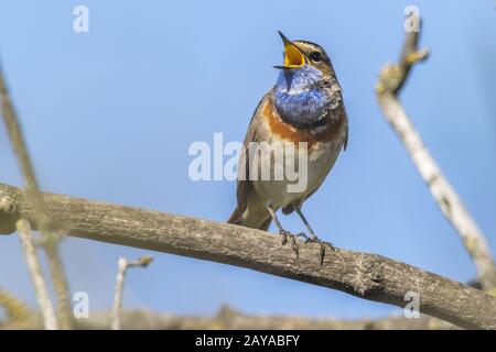 White-spotted gorgebleue à miroir (Luscinia svecica) Banque D'Images