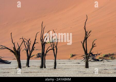 Le paysage sec de Deadvlei, une poêle en argile caractérisée par des arbres d'argousier de chameau sombre et mort contraste avec le fond de la poêle blanche, situé à Sossusvlei Banque D'Images