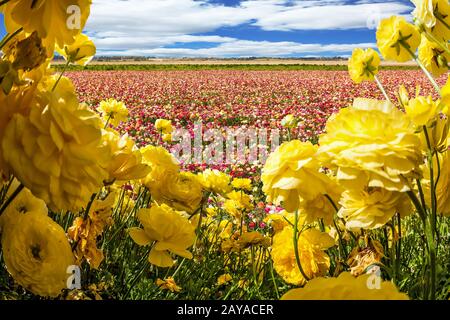 Champ de buttertasses colorées fleuries Banque D'Images