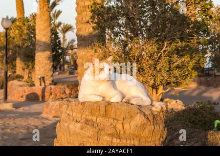 Chat blanc et rouge dormant sur le tronc Banque D'Images
