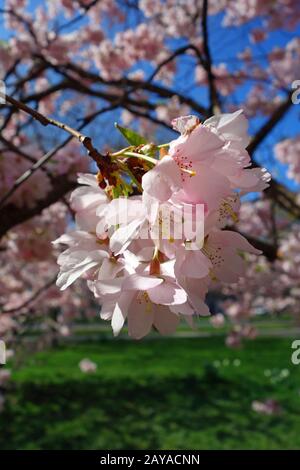 Japanese Cherry Blossom Banque D'Images
