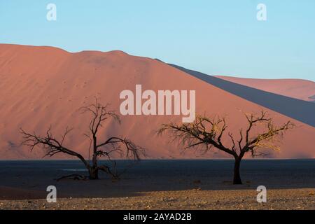 Arbres morts dans la Vlei à Dune 45 une dune de sable dans la région de Sossusvlei, parc national du Namib-Naukluft en Namibie. Banque D'Images