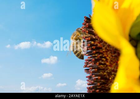 Nid d'abeilles collectant le nectar d'un beau tournesol jaune. Écologie Banque D'Images