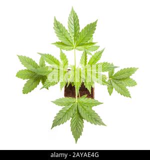 Cannabis sativa auto autofabaissant jeune plante isolée sur fond blanc. Médecine Banque D'Images