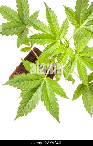 Cannabis sativa auto autofabaissant jeune plante isolée sur fond blanc. Médecine Banque D'Images