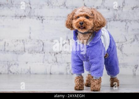 Petit chien drôle de couleur brune avec des cheveux raillés de poodle jouet se posant dans des vêtements pour chiens. Accessoires pour le sujet et fashionab Banque D'Images