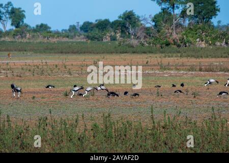 Grues à ailes (Grus carunculata) et oies à ailes droites se nourrissant dans les plaines d'inondation sèches du camp de Jacana dans la concession de Jao, dans le delta d'Okavango à Bot Banque D'Images