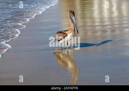 Puerto Escondido, Oaxaca, Mexique - UN pélican brun (Pelecanus occidentalis) pose pour des photos sur la Playa principal, ou plage principale, sur le Pacifique O Banque D'Images