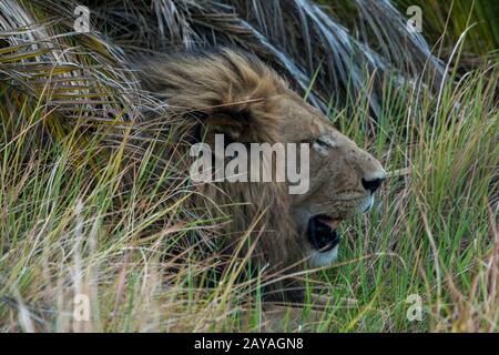 Un lion masculin endormi (Panthera leo) est posé dans l'herbe de la concession de Jao, Wildlife, dans le Delta d'Okavango au Botswana. Banque D'Images