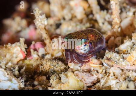 Calmar De La Queue Des Baies, Euprymna Berryi, Détroit De Lembeh, Sulawesi Du Nord, Indonésie, Pacifique Banque D'Images