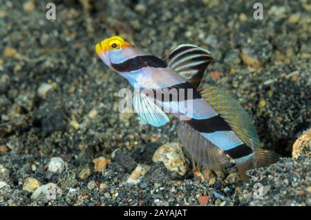 Yellownose shrimpgoby, Stonogobiops xanthorhinica, avec crevettes de Randall, Alpheus randalli, Détroit de Lembeh, au nord de Sulawesi, Indonésie, Pacifique Banque D'Images