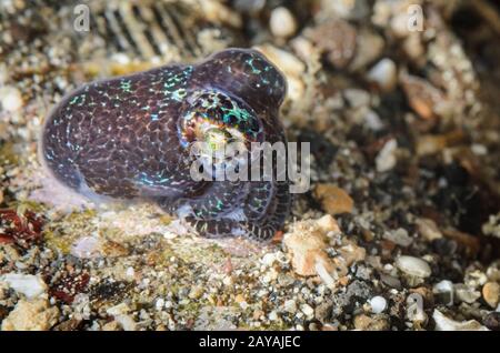 Squid de la queue de baies, Euprymna berryi, détroit de Lembeh, Sulawesi du Nord, Indonésie, Pacifique Banque D'Images