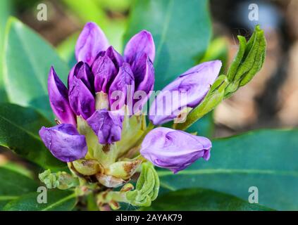 gros plan de fleurs violettes de rhododendron Banque D'Images