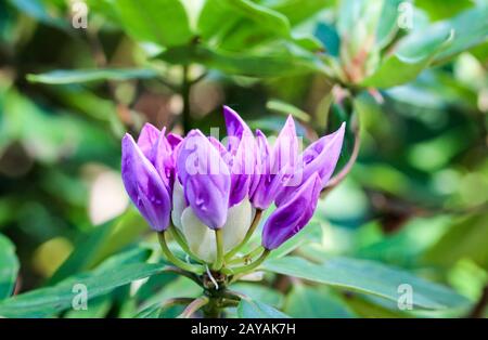 gros plan de fleurs violettes de rhododendron Banque D'Images
