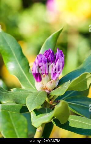 gros plan de fleurs violettes de rhododendron Banque D'Images