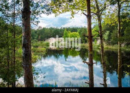 Rive verte du petit lac. Un petit lac calme d'été, une forêt de pins et de jeunes arbres décidus sur la rive Banque D'Images