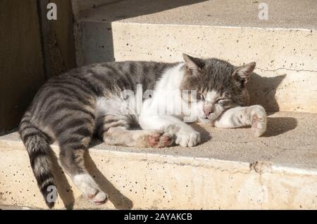 Dormir sur la rue en gros plan chat étapes journée ensoleillée Banque D'Images